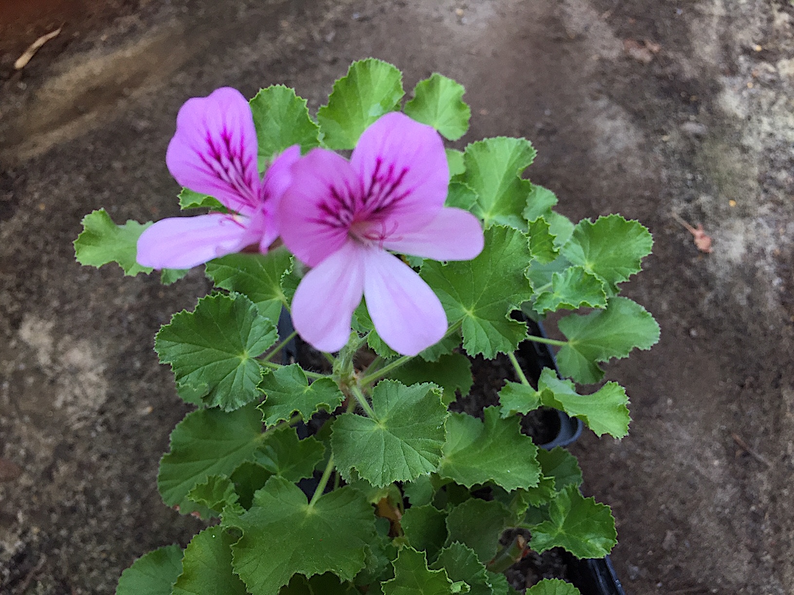 Pelargonium  ´Queen of Lemon`(I.10cmT.)