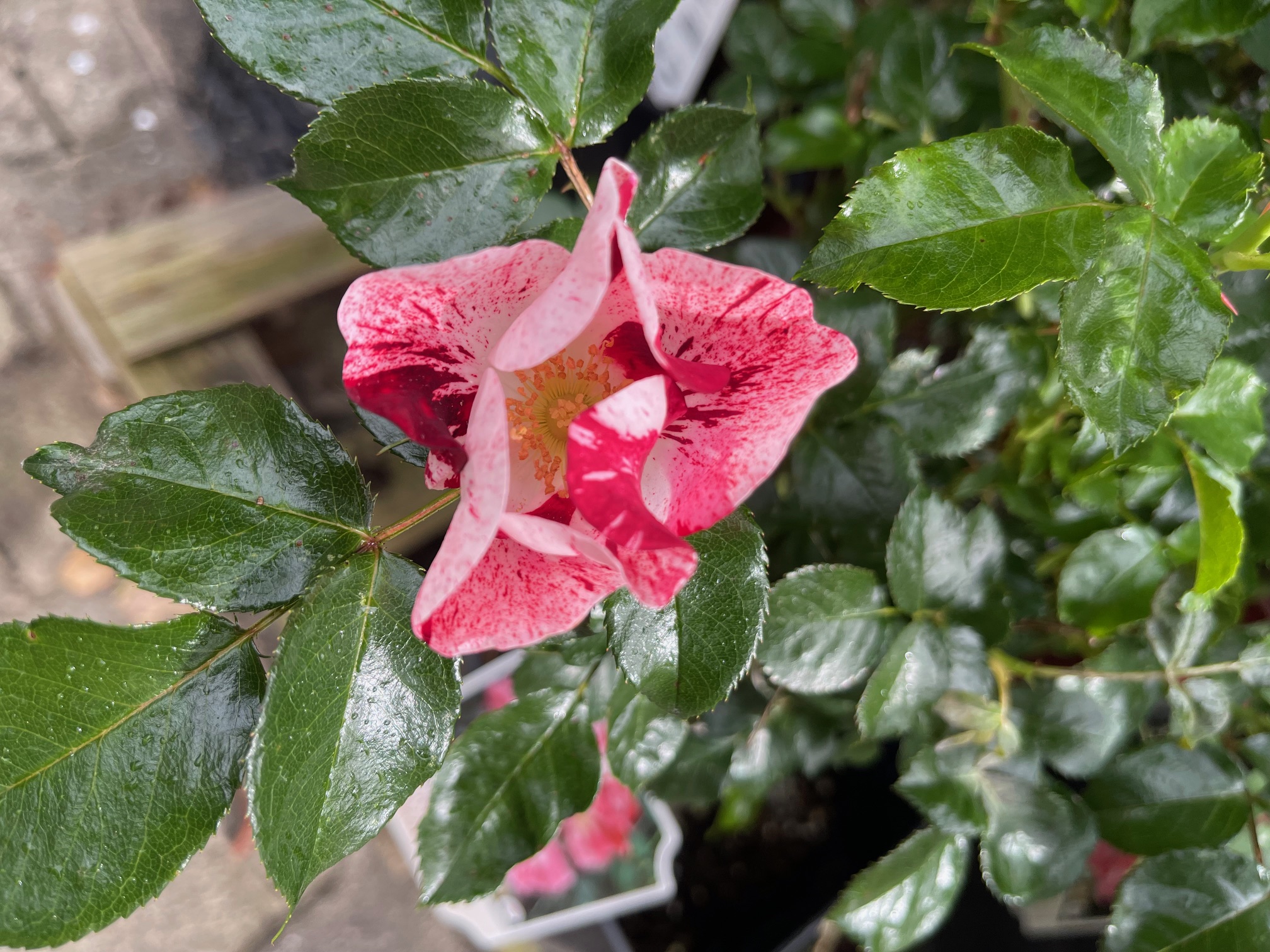 Rose „Simsalabim“ ® (im ca 5l Topf), Neuzüchtung 2023