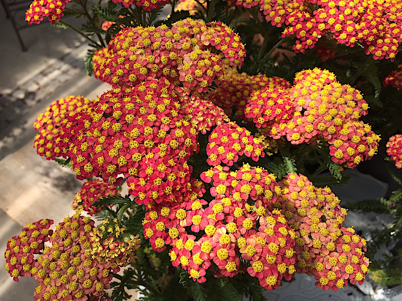 Achillea millefolium "Safran" (i.12cmT.) Schafgarbe