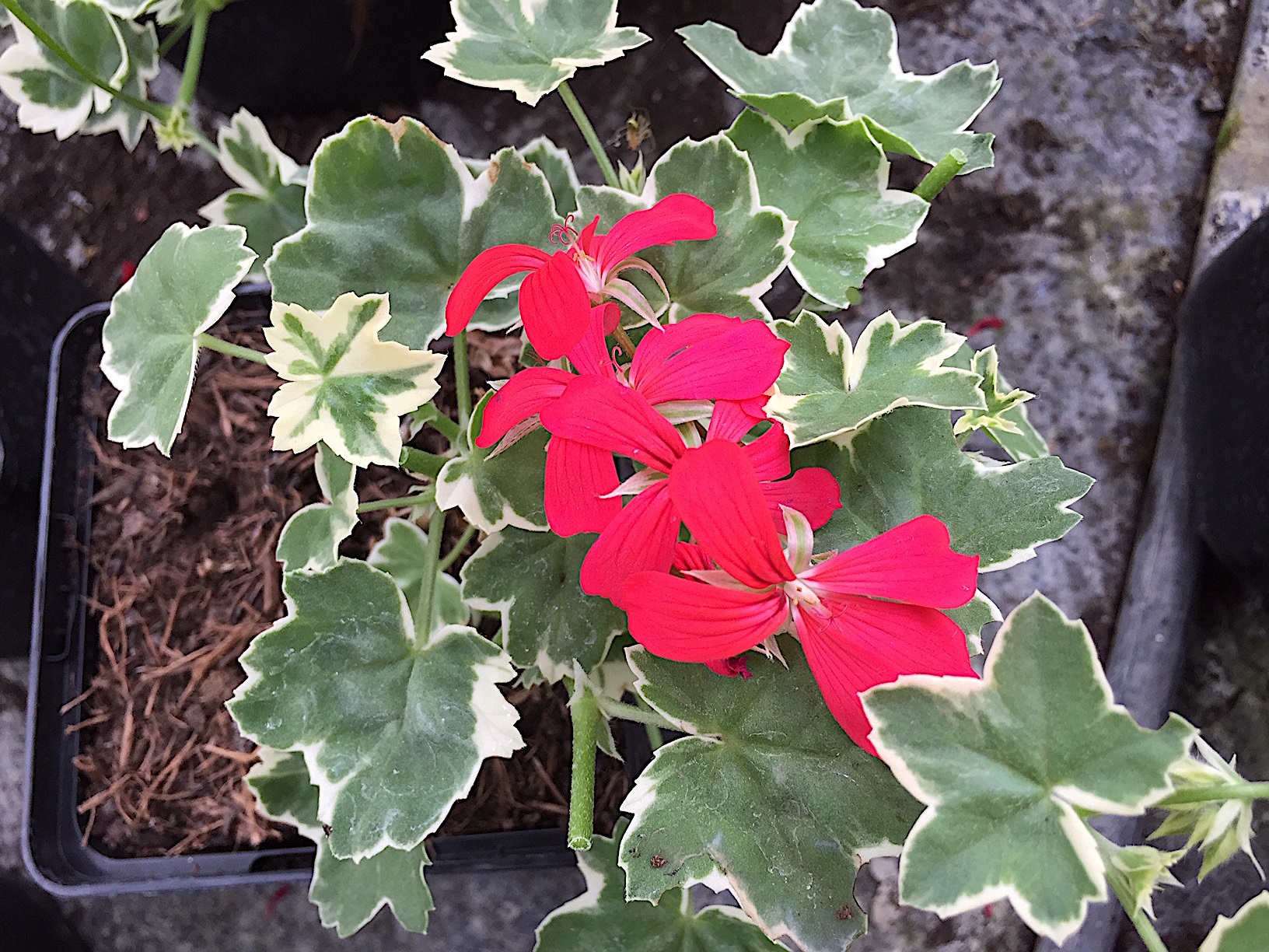 Pelargonium  "Evka" (i.11cmT.) Hänge- Geranie