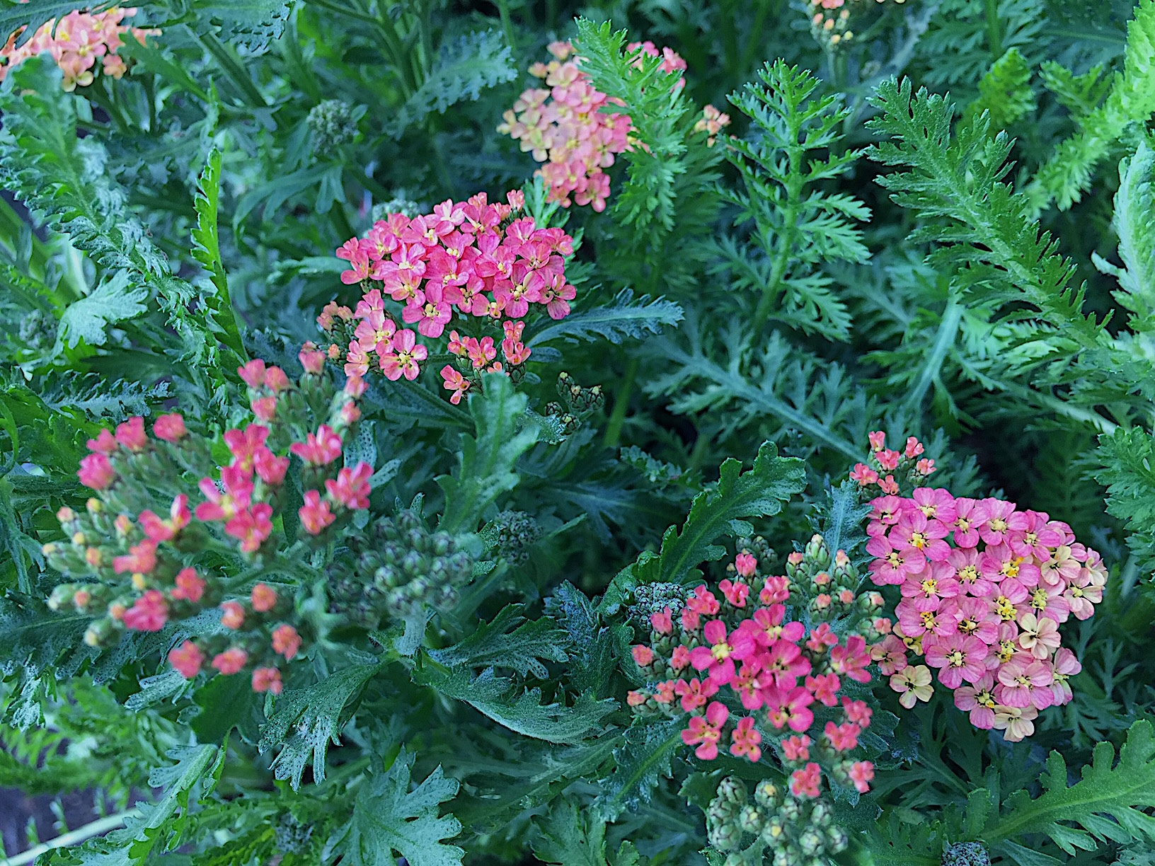 Achillea millefolium „Milly Rock Rose“ (i.11cmT.)