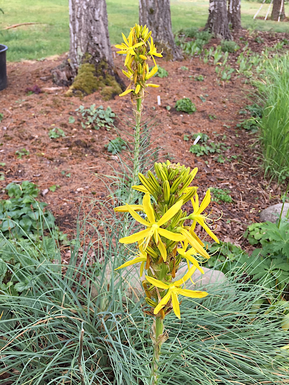 Asphodeline  lutea  Mittelmeer-Junker-Lilie (i.12cmT.)