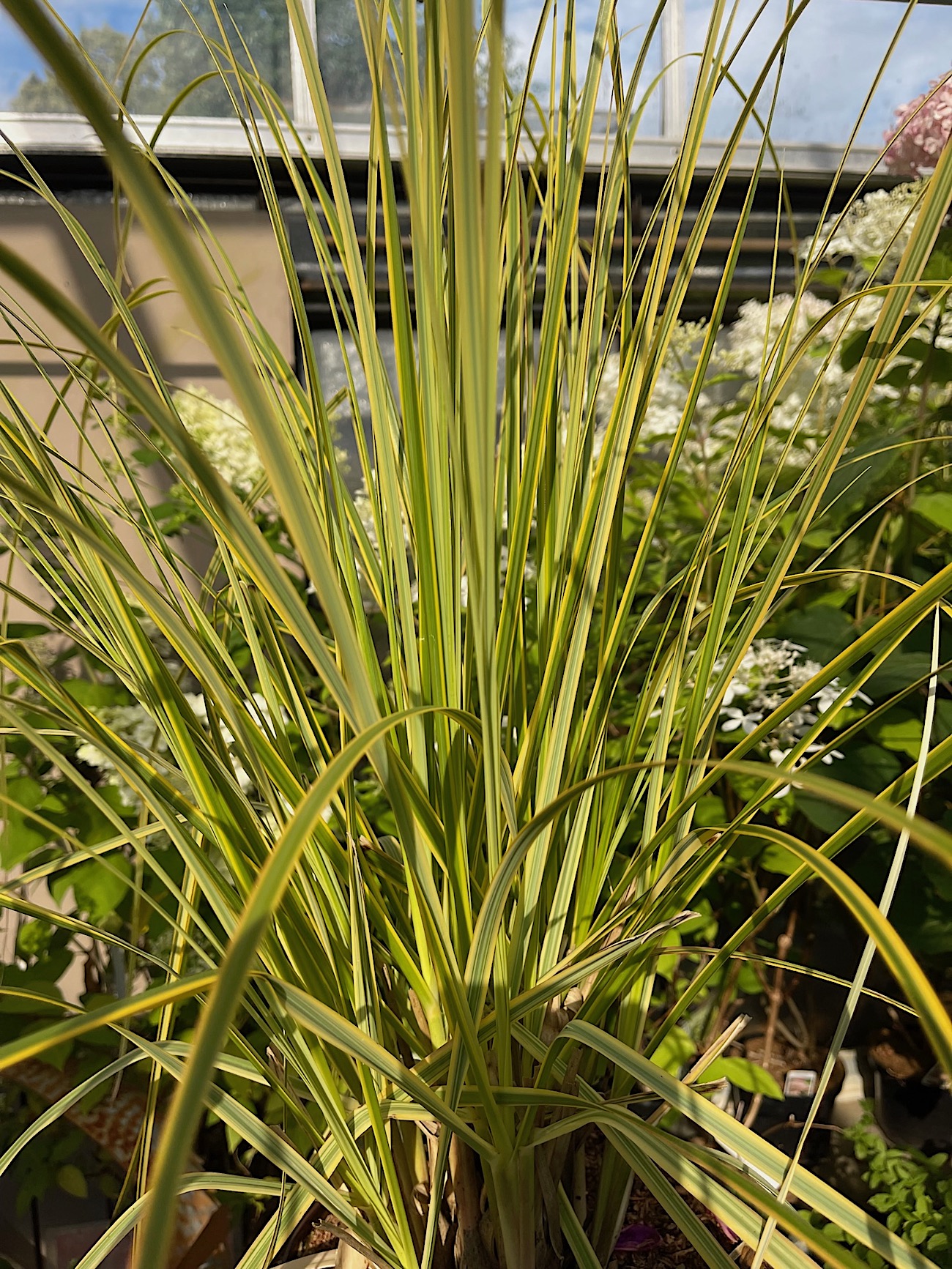 Cortaderia selloana „Golden Comet“ (i.23cmT.), gelb gestreiftes Pampasgras