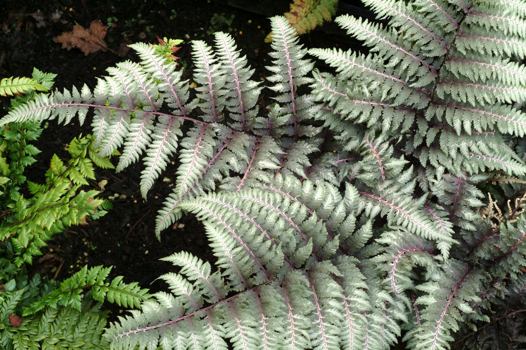 Athyrium nipponicum „Pewter Lace“ (i.9cmT.), Regenbogenfarn, Brokatfarn