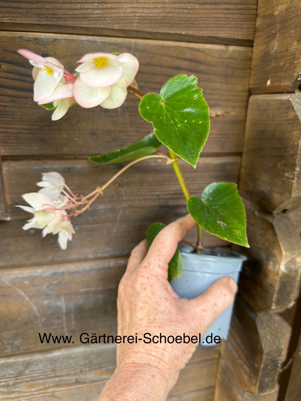 Begonia „weisse Forelle“ ( i. 10cmT.), Forellenbegonie