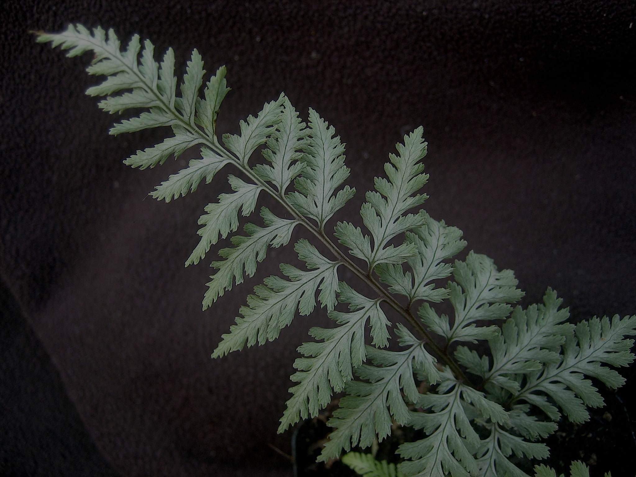 Athyrium nipponicum "Silver Falls"®(i.9cmT.) japanisch gemalter Farn