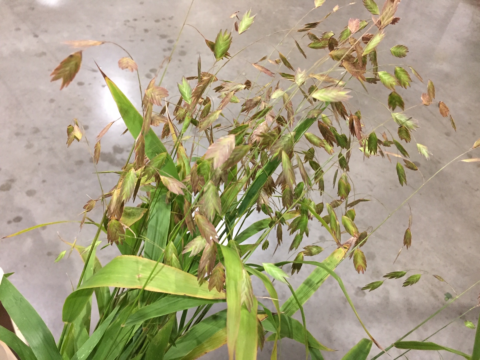 Chasmanthium latifolium (i.10cmT.) Plattährengras