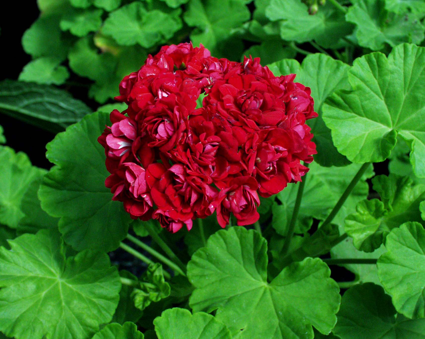 Pelargonium  ´Plum Rambler` (i.10cmT.)