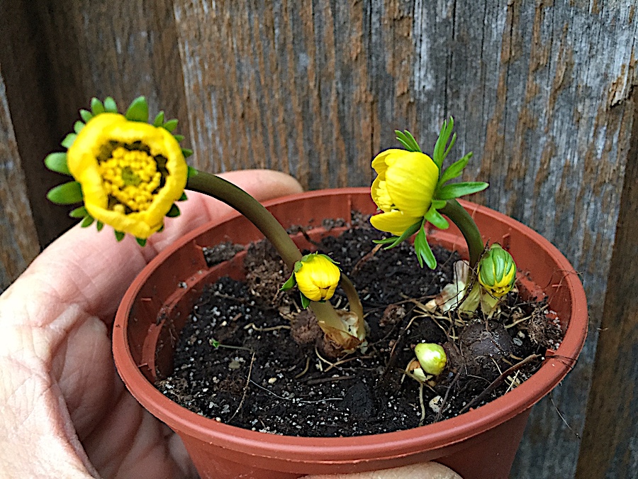 Eranthis hyemalis (i.9cmT.) Winterlinge