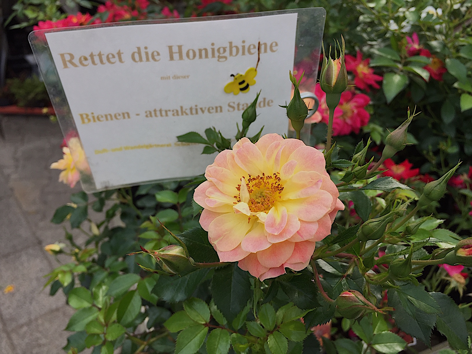 Rose „Bienenweide Fruity®“ (i.3 l Topf), Bienen - Rose