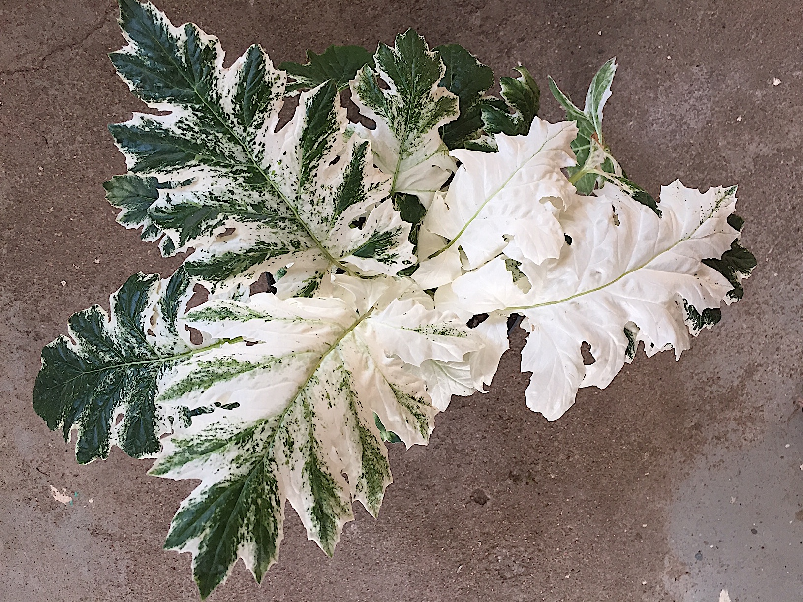 Acanthus mollis „White Water“ ® (i.9cmT.)