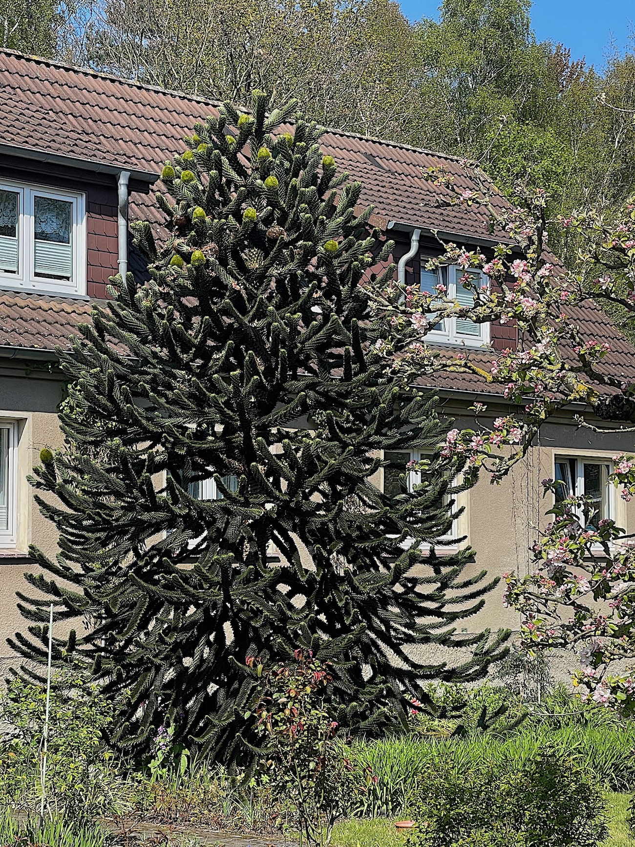 Araucaria araucana, Chilenische Araukarie (i.11cm Topf.)(jetzt Grösse ca 35cm