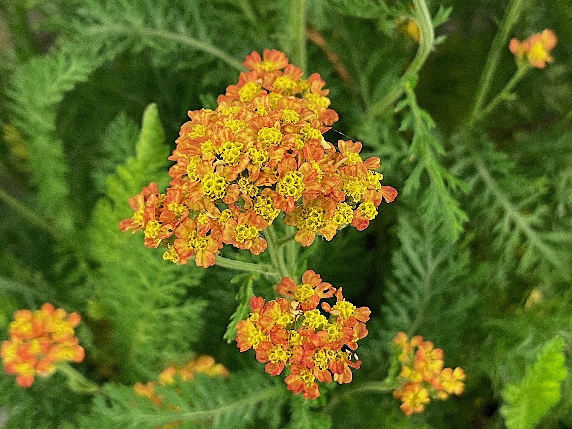 Achillea millefolium "Terracotta" (i.11cmT.) Schafgarbe