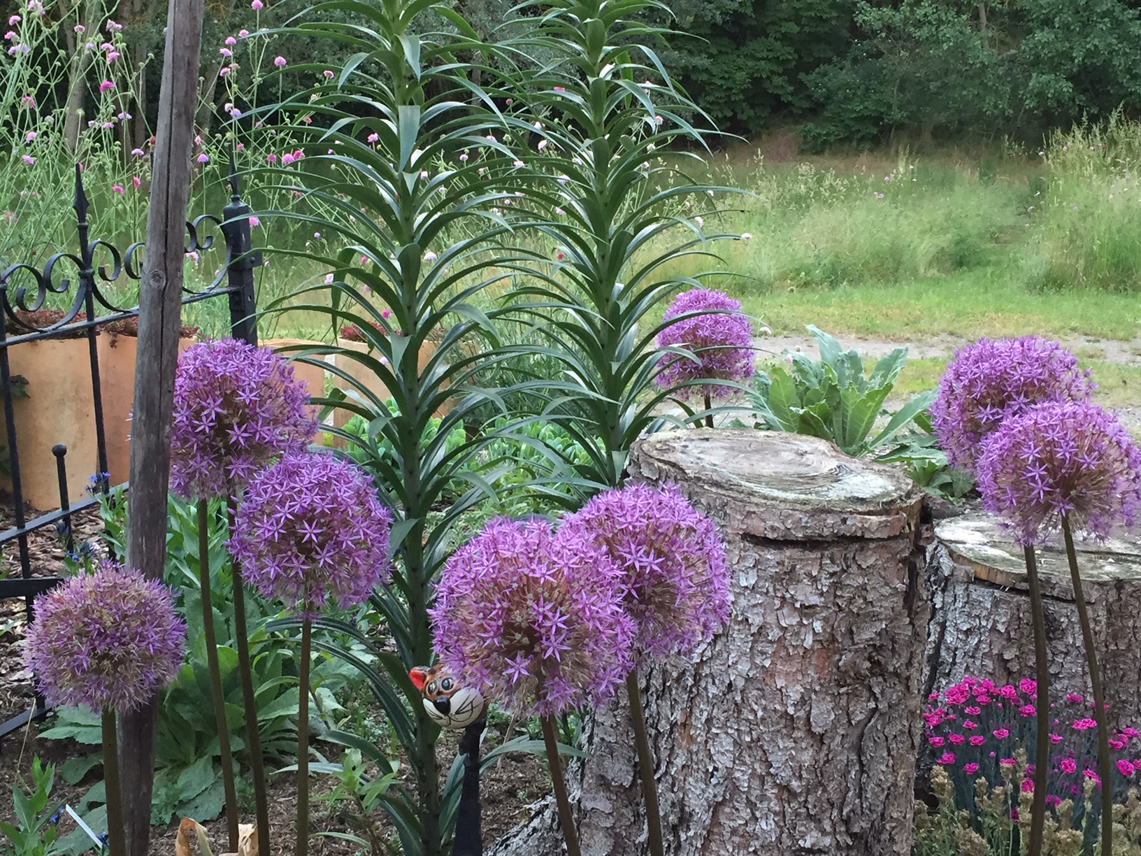 Allium „Globemaster“ (1 Zwiebel i.12cmT.)Zierlauch
