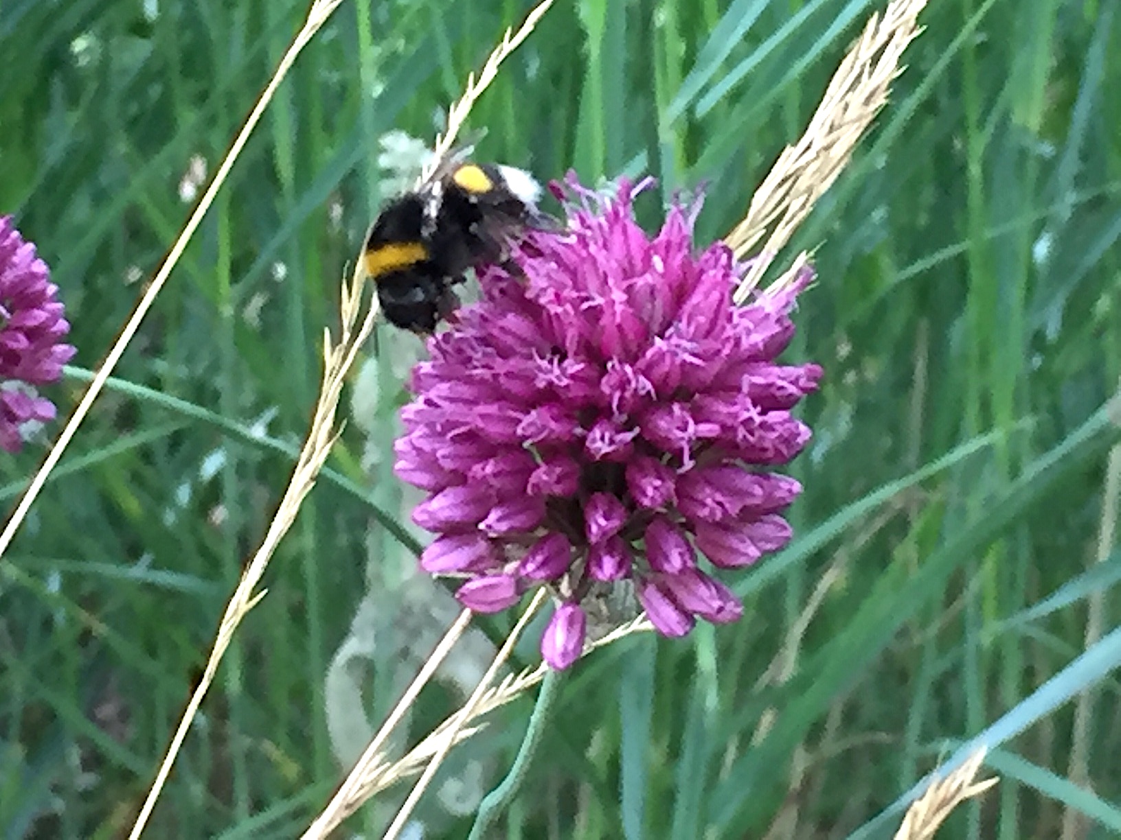 Allium sphaerocephalon (3 im Topf 9cm )