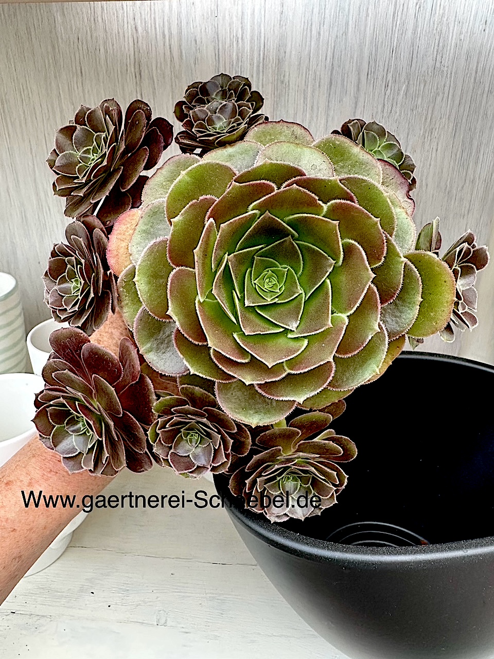 Aeonium arboreum „Velours“(i.17cmT.), Schwarze Rose, Rosettenbaum