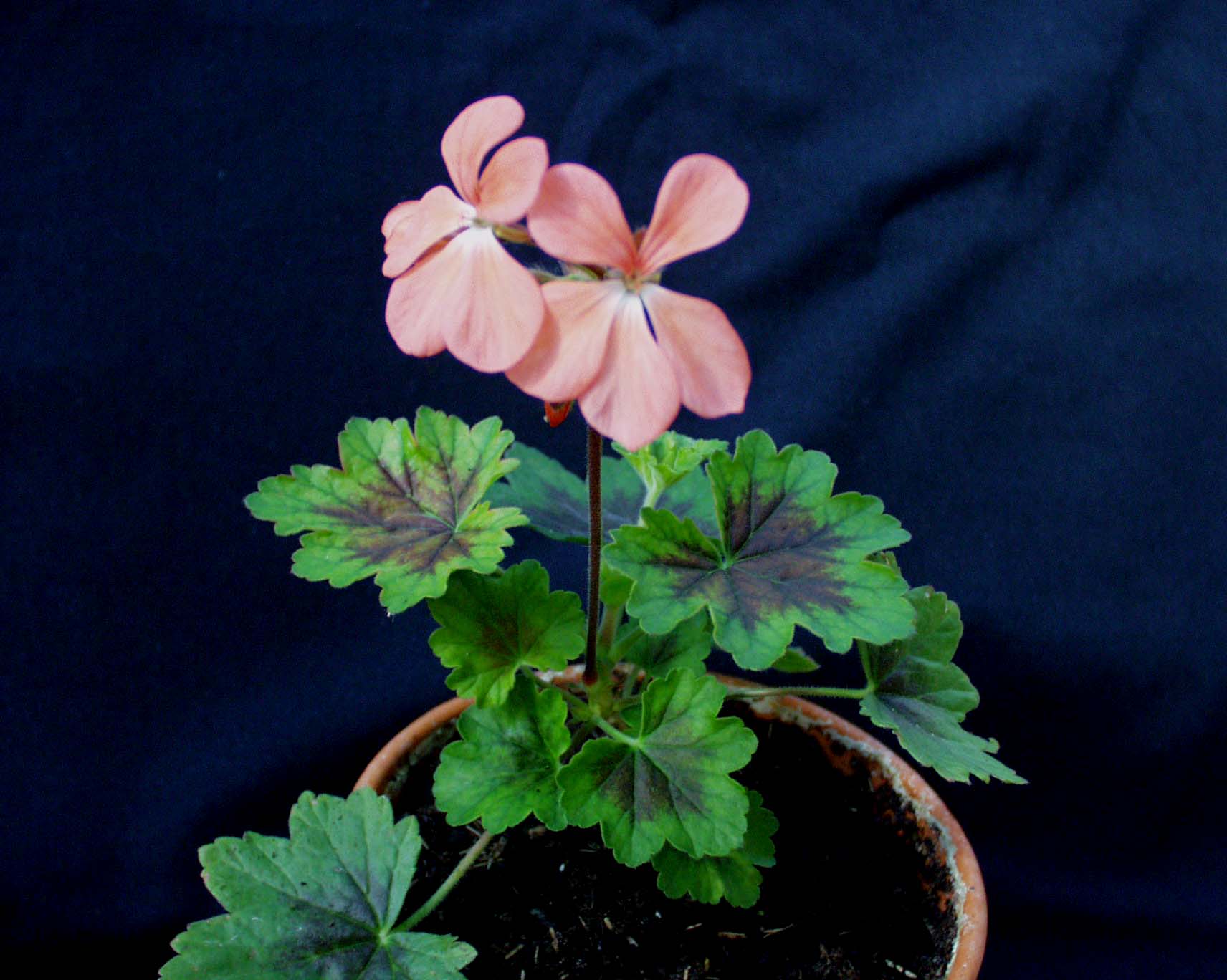 Pelargonium frutetorum (i.10cmT.)