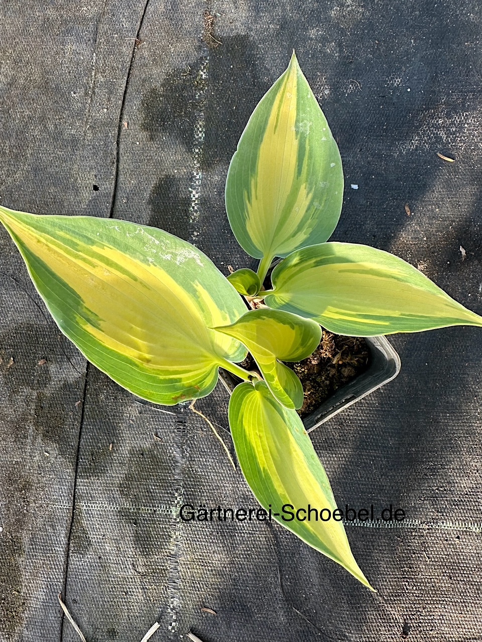 Hosta  "Grand Marquee" ® (i.9cmT.)