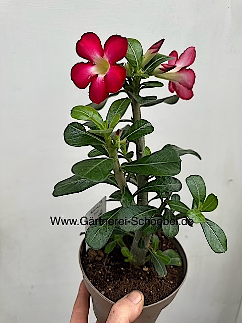 Adenium obesum „Anouk“ ® (i.14 cm T.), Wüstenrose