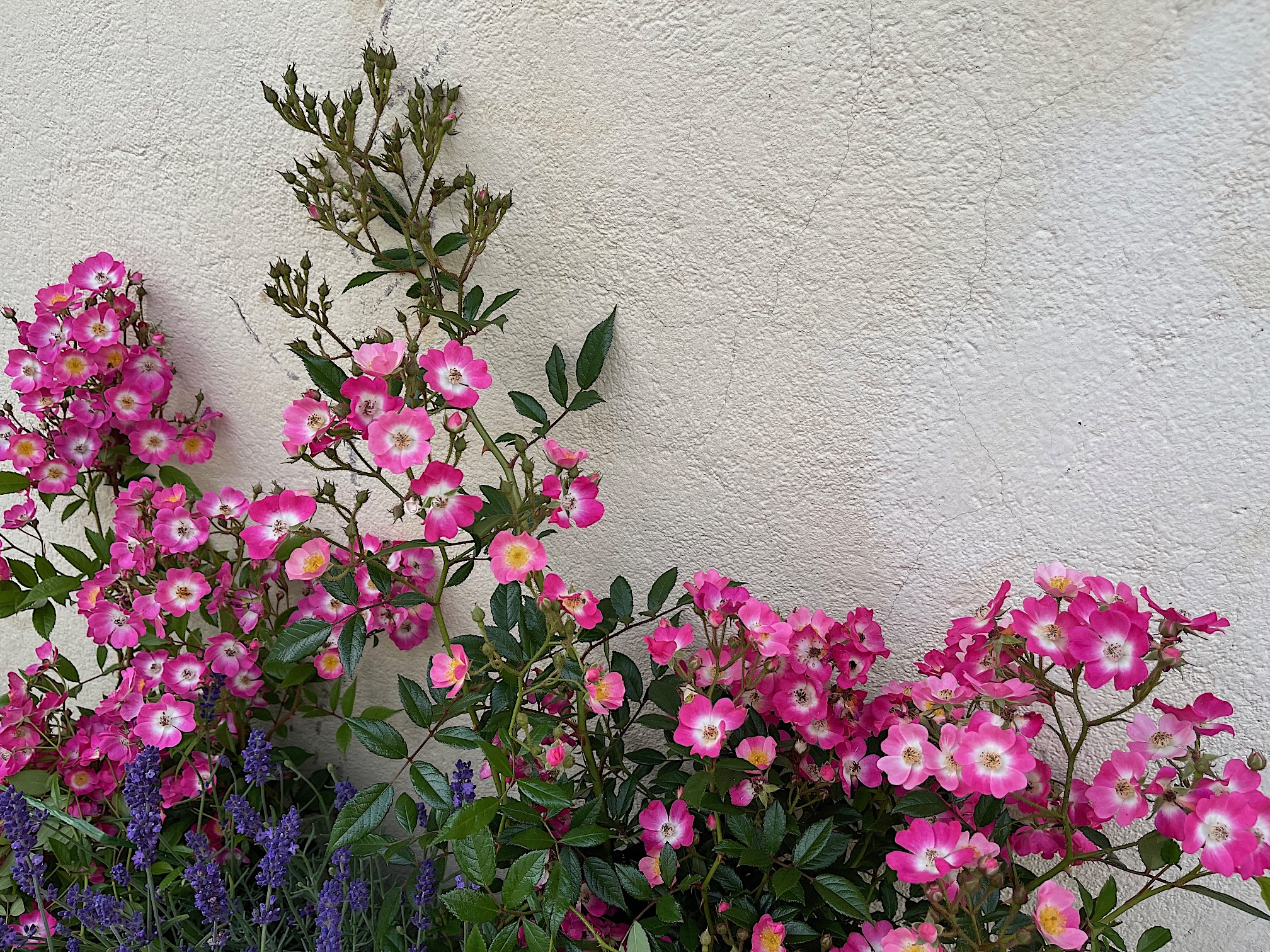 Rose „Mozart“ (i.5 l Topf), Duft Rose