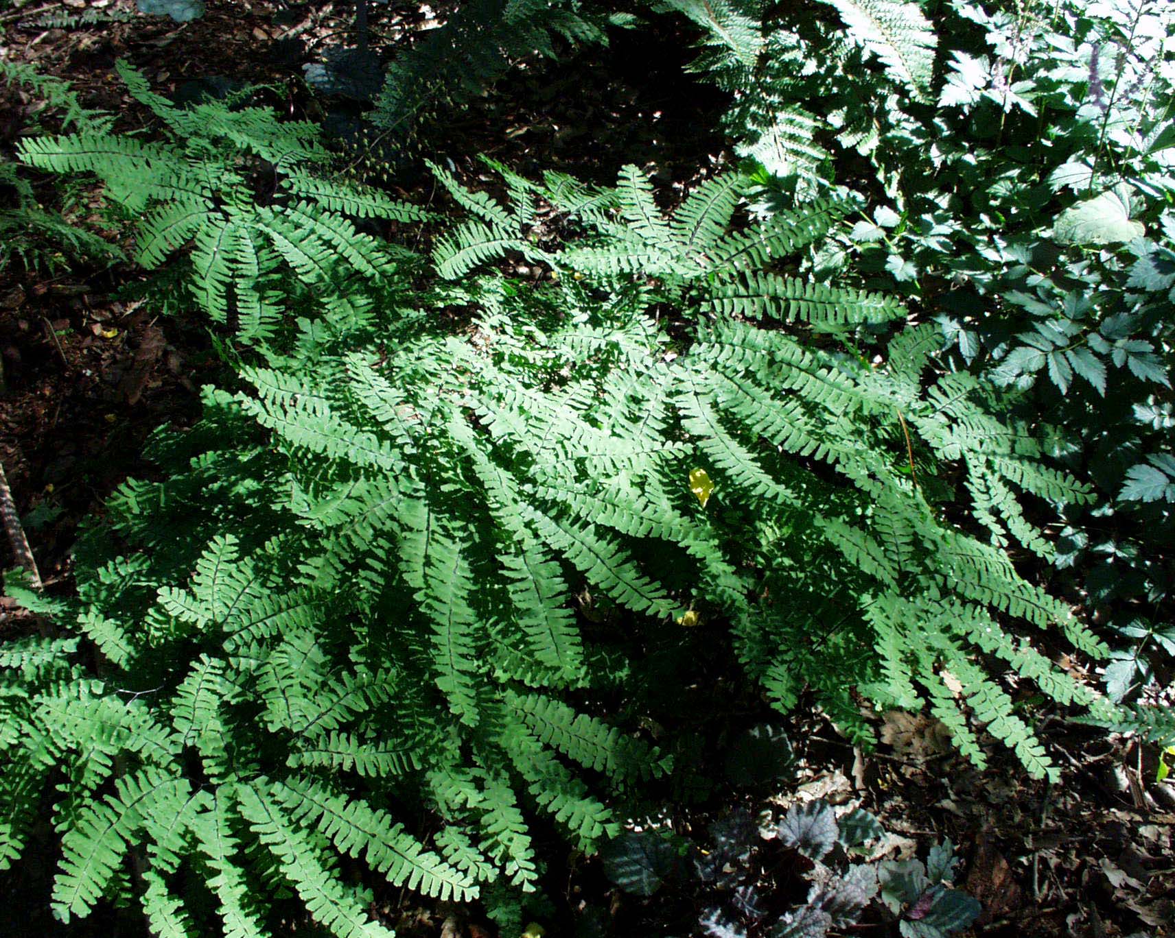 Adiantum pedatum (i.9cmT.) Pfauenradfarn