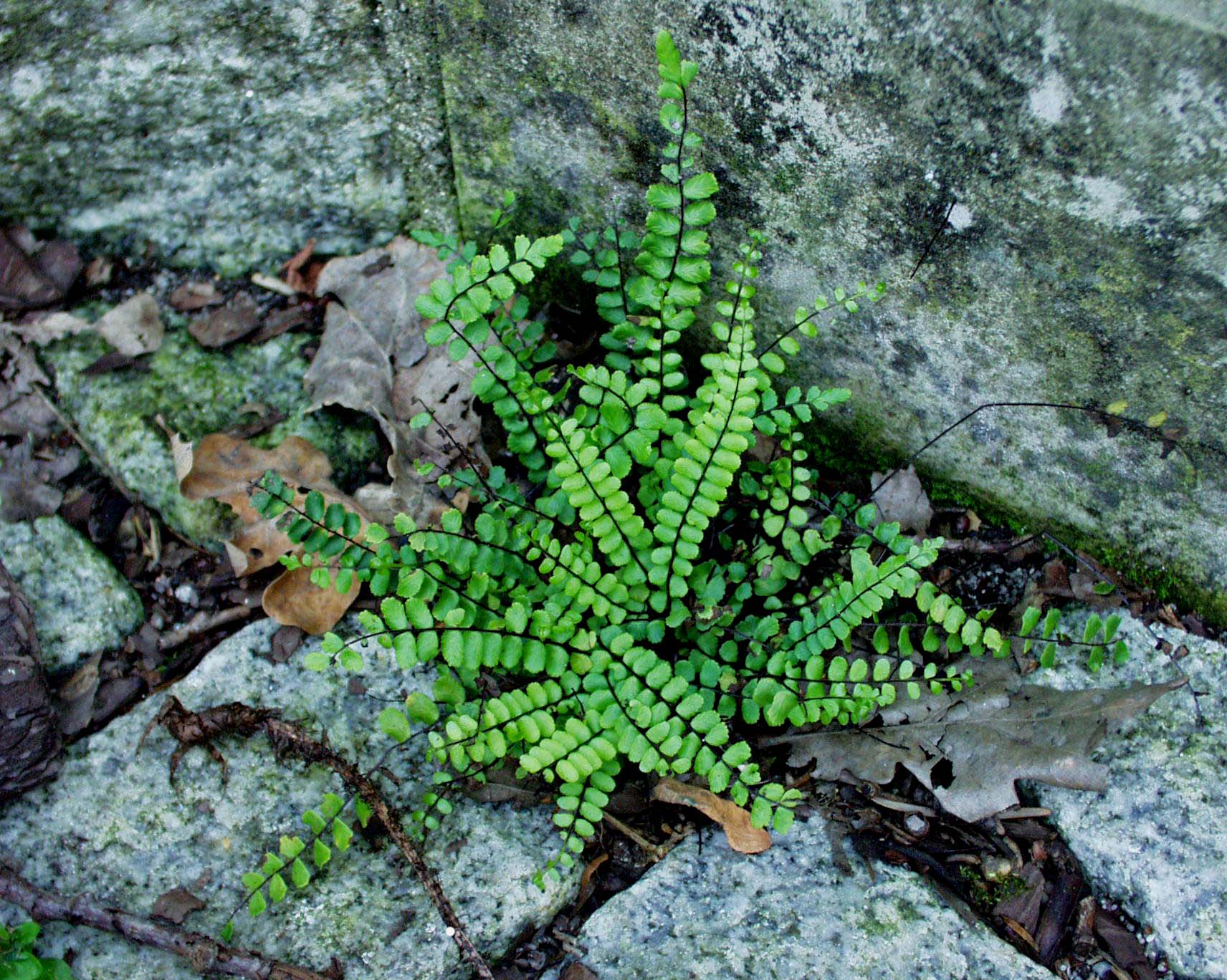 Asplenium trichomanes (i.9cmT.) Braunstieliger Streifenfarn