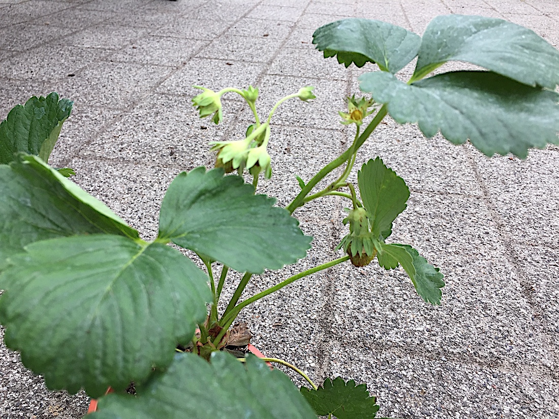 Fragaria „Mara des Bois“ (i.10,5 cmT.),Erdbeere Ernte 6-10