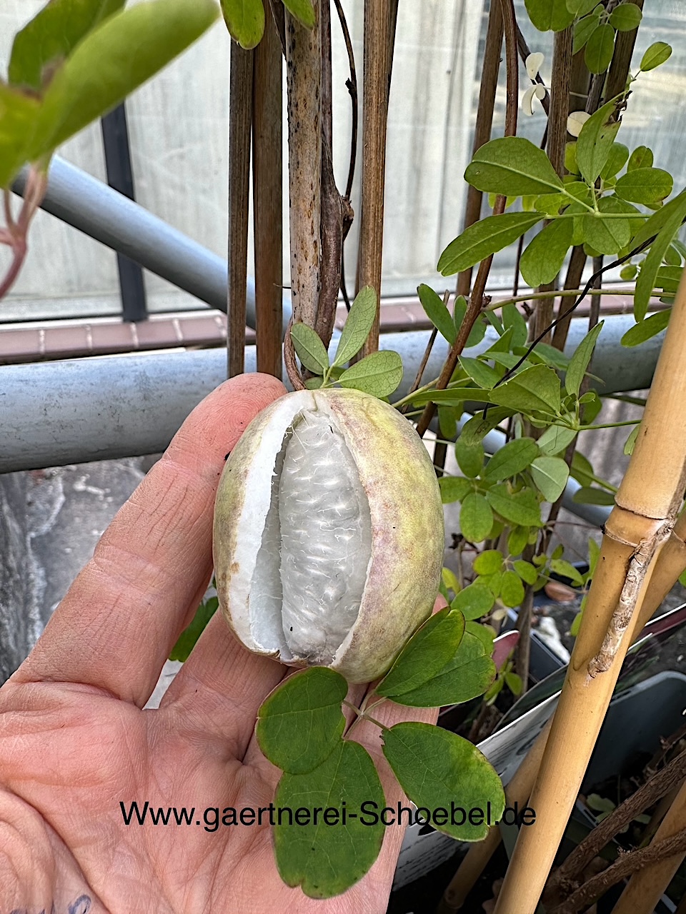 Akebia quinata (i.2lT.) Blaugurkenwein