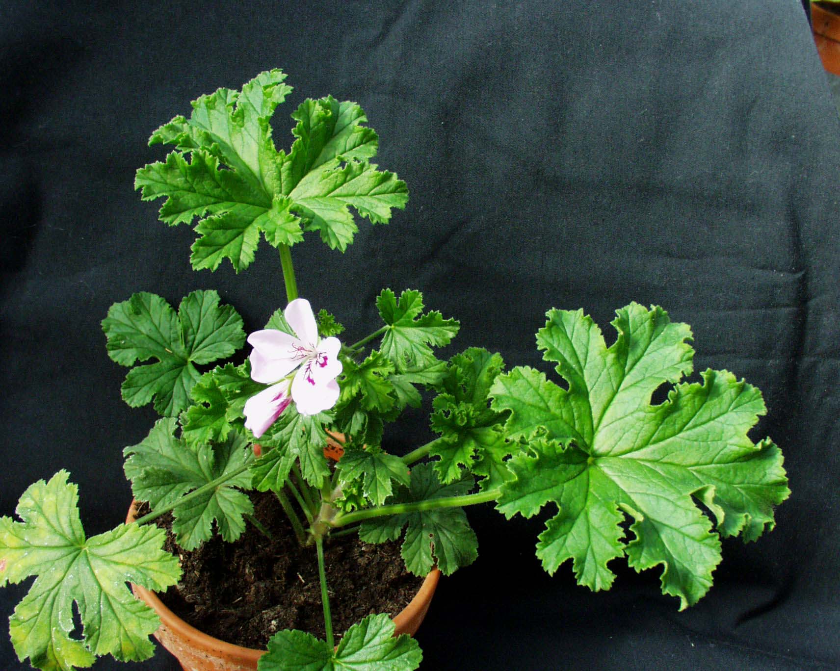 Pelargonium  ´Goptorne`(I.10cmT.)