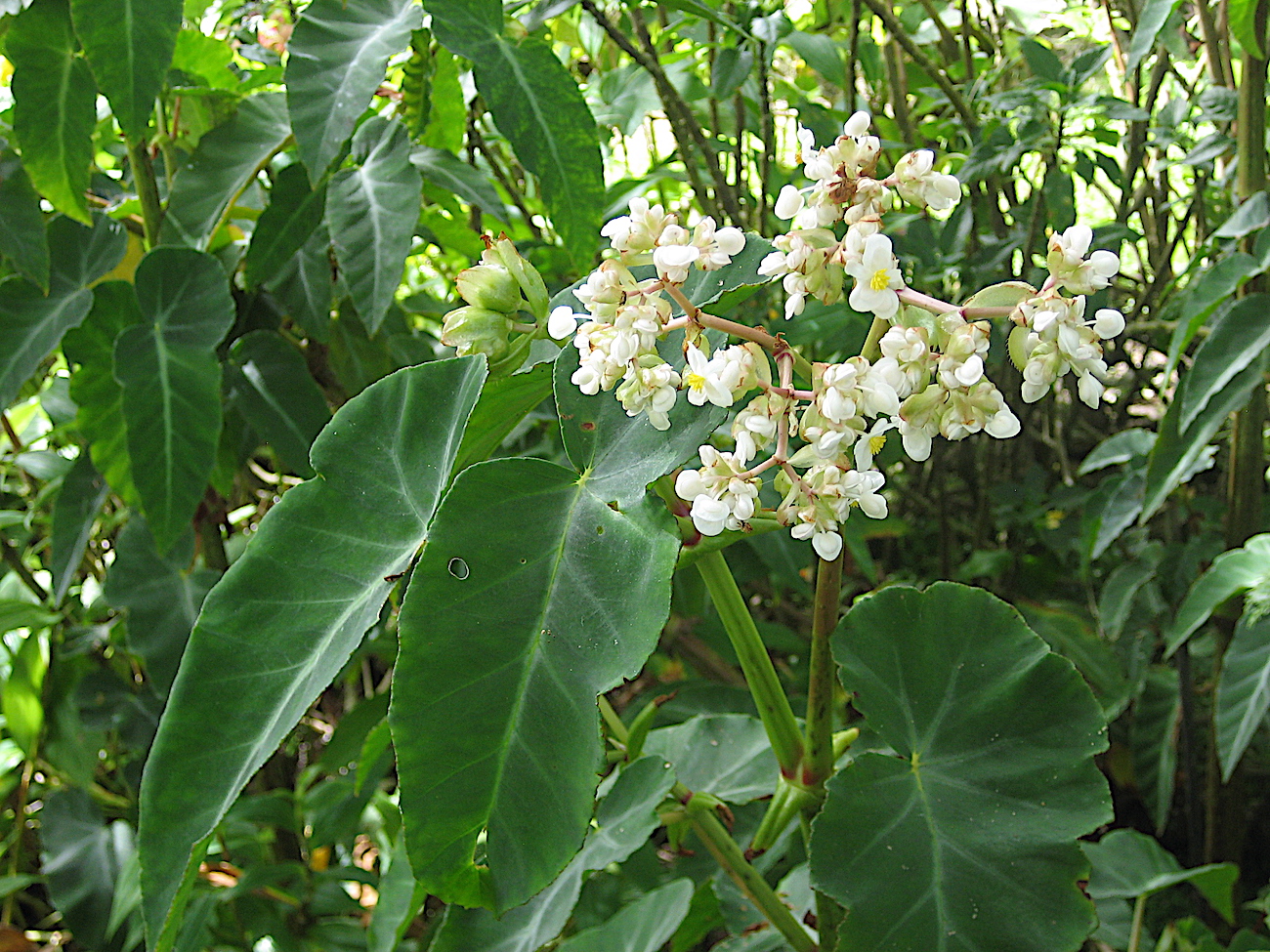 Begonia „Grey Feather“ (i.10-11 cmT.),