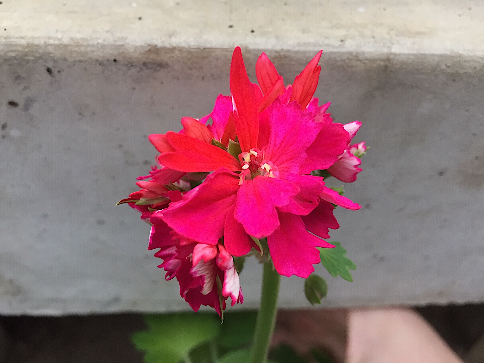 Pelargonium  ´Wasserburg Stellar`(I.11cmT.)