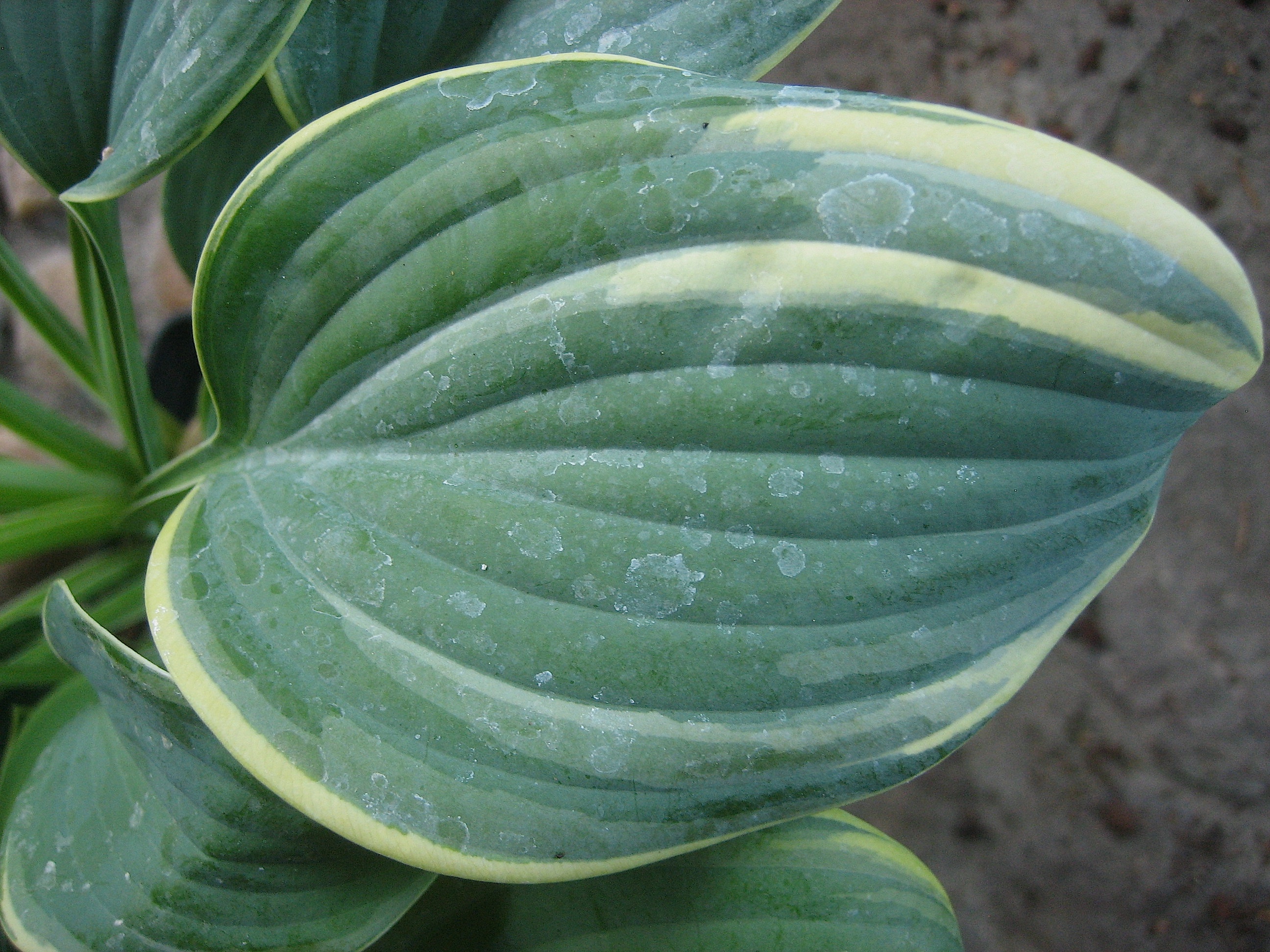Hosta  "Blue Flame" (i.11cmT.) Funkie - Duft