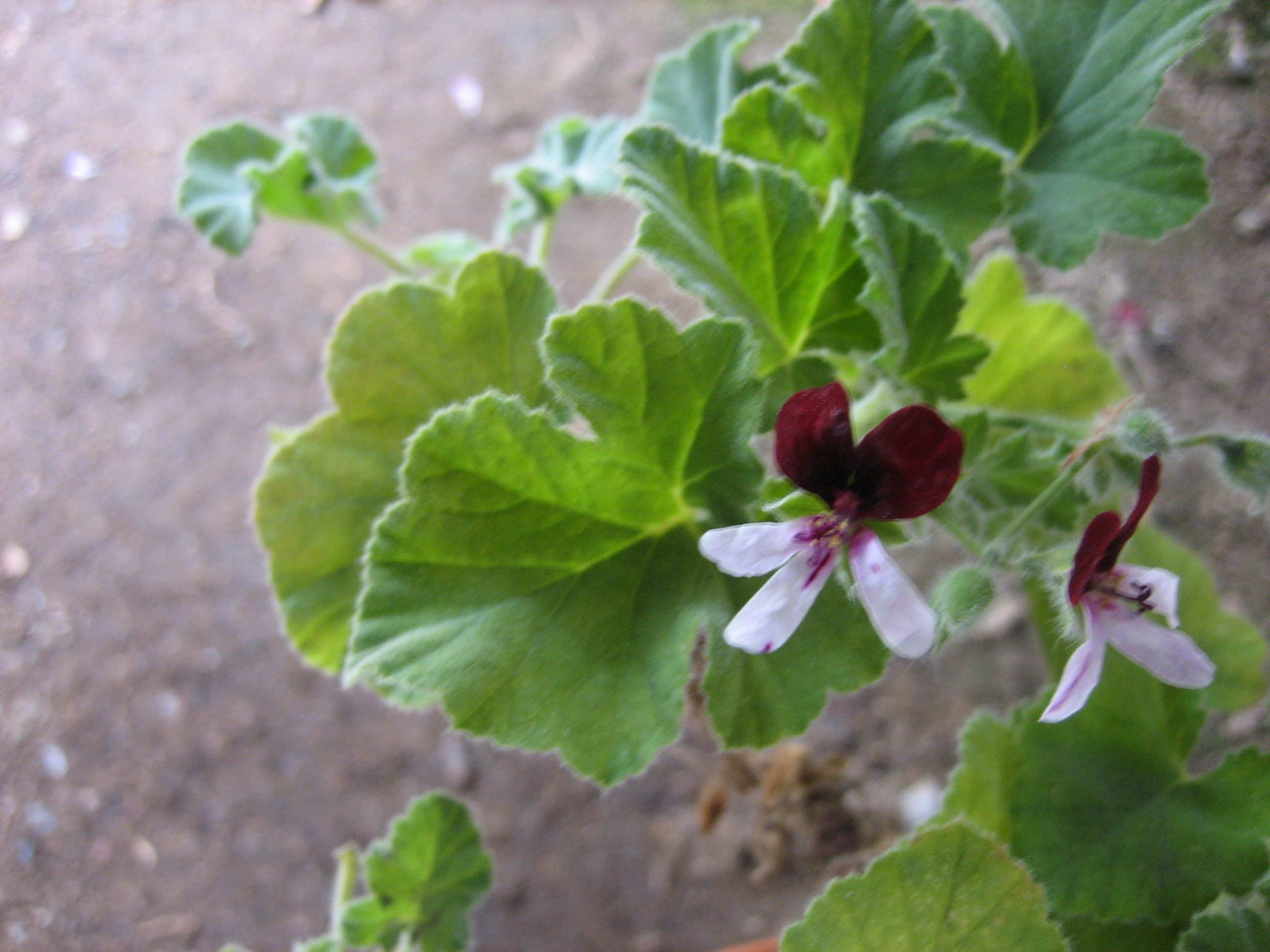 Pelargonium  ´Islington`(i.11cmT.)