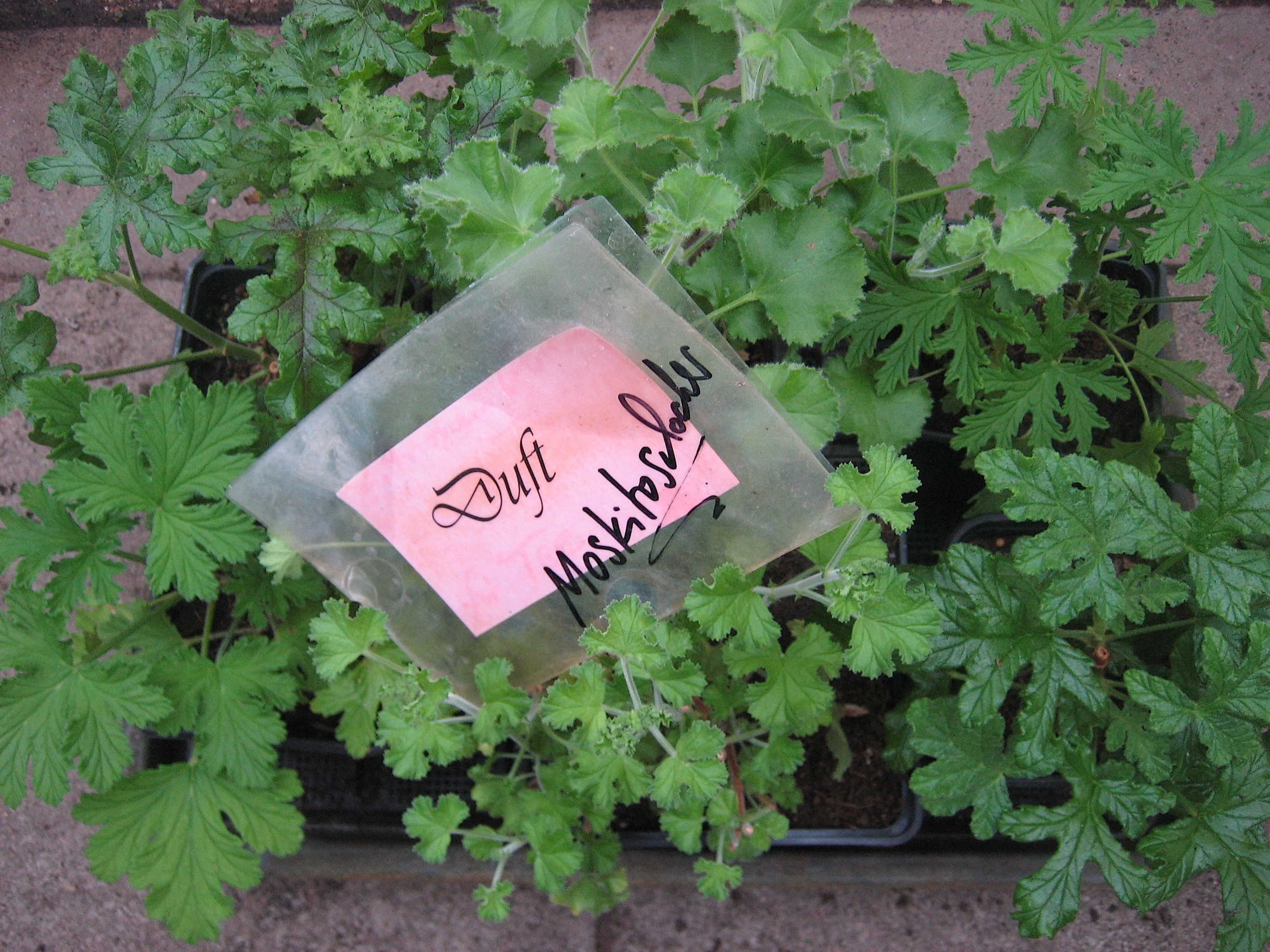 Duftblatt- Pelargonien 6 Pack Moskitoschocker (10cmT.)