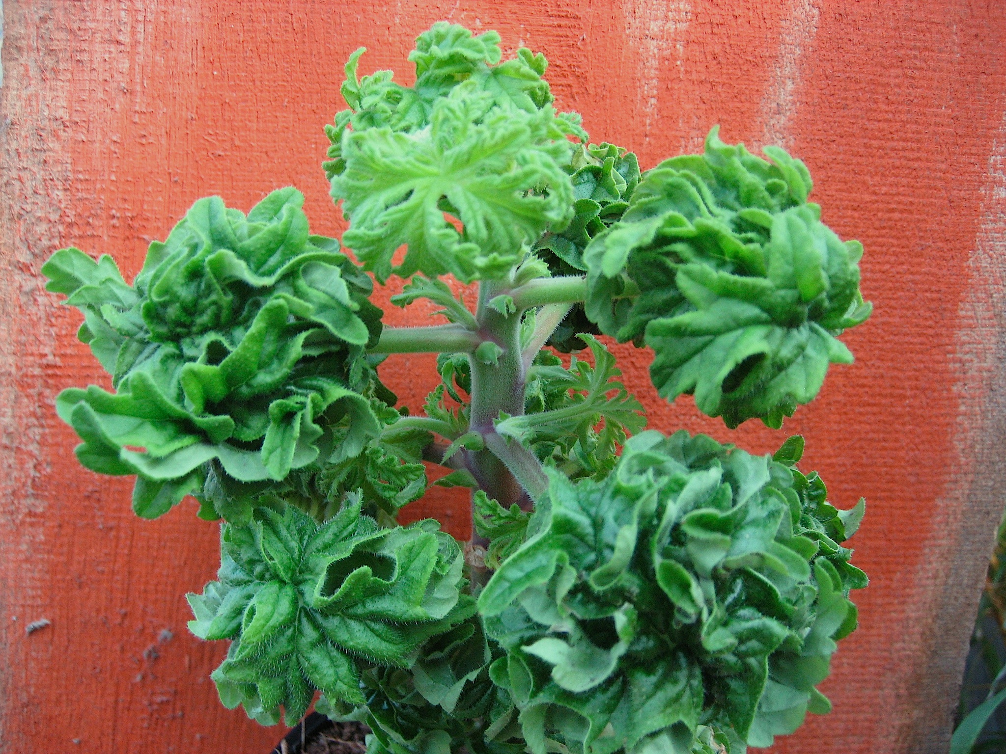 Pelargonium  "Bontrosai" (i.9cmT.) Bonsai - Geranie