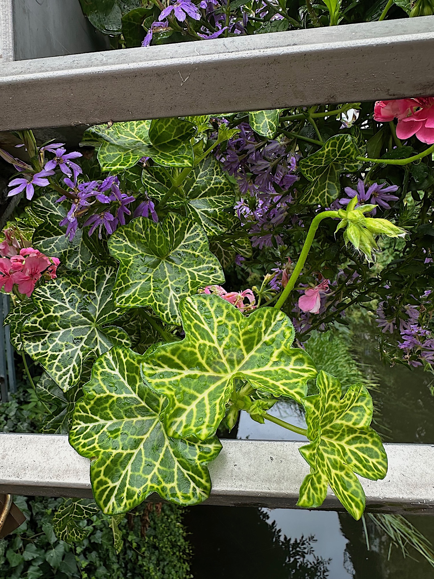 Pelargonium „Crocaday“ - hellrosa (i.10 cmT.), Hängegeranie-Krokodil