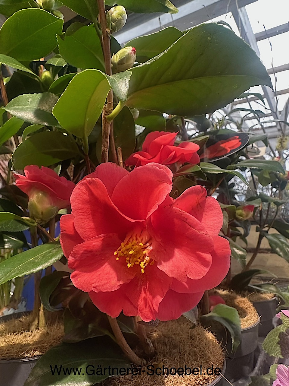 Camelia japonica „Flame“ (i.13 cmT.) jetzt 35-40 cm hoch