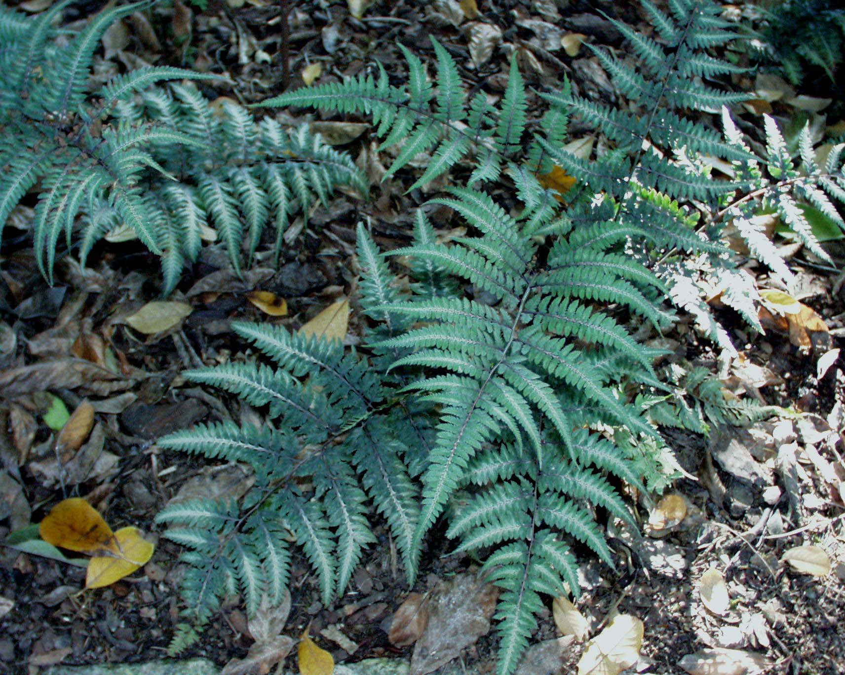 Athyrium nipponicum´Metallicum`(i.9cmT.) Regenbogenfarn