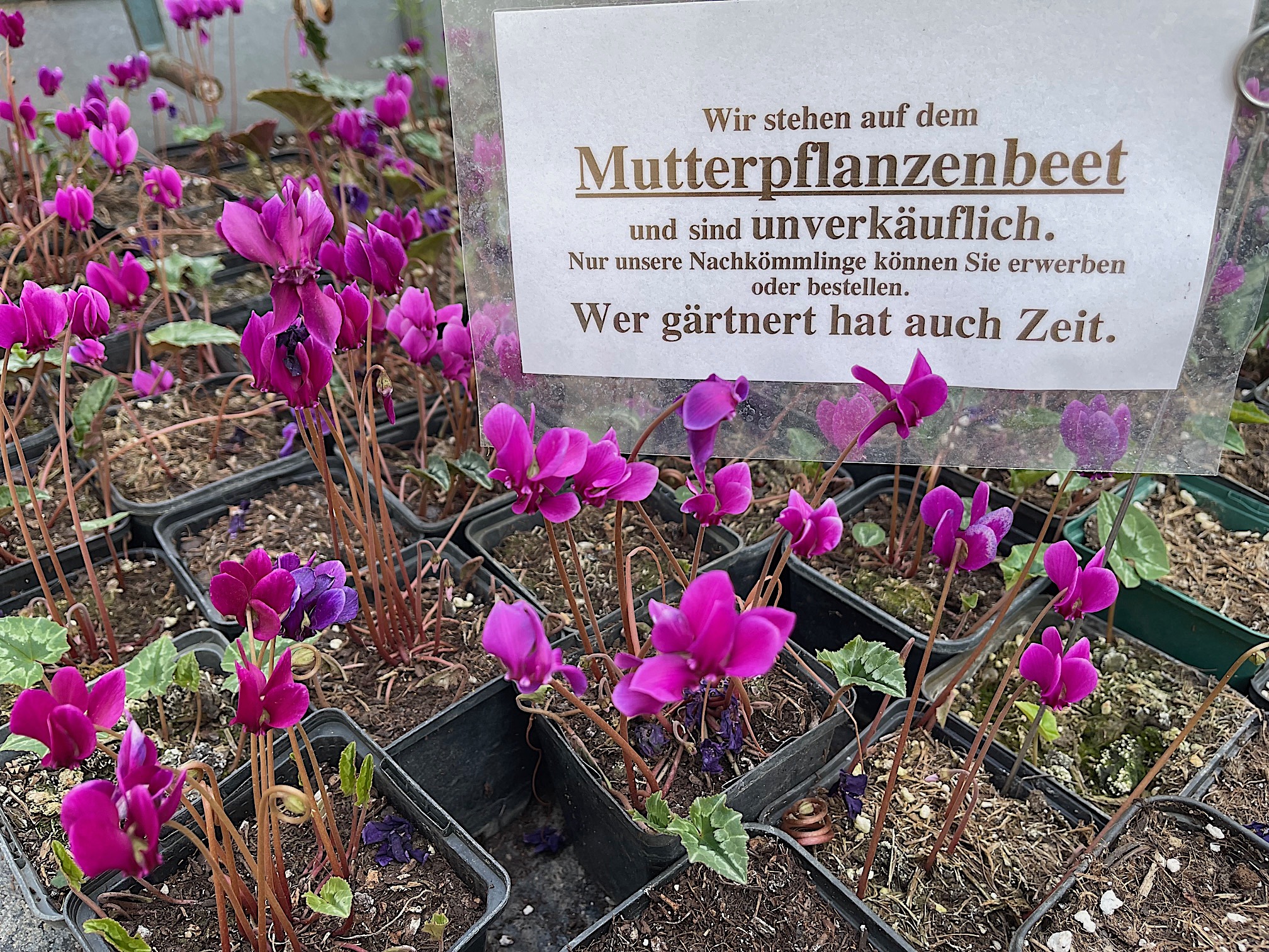 Cyclamen  hederifolium ´dunkelste rote Art`(i.9cmT.)