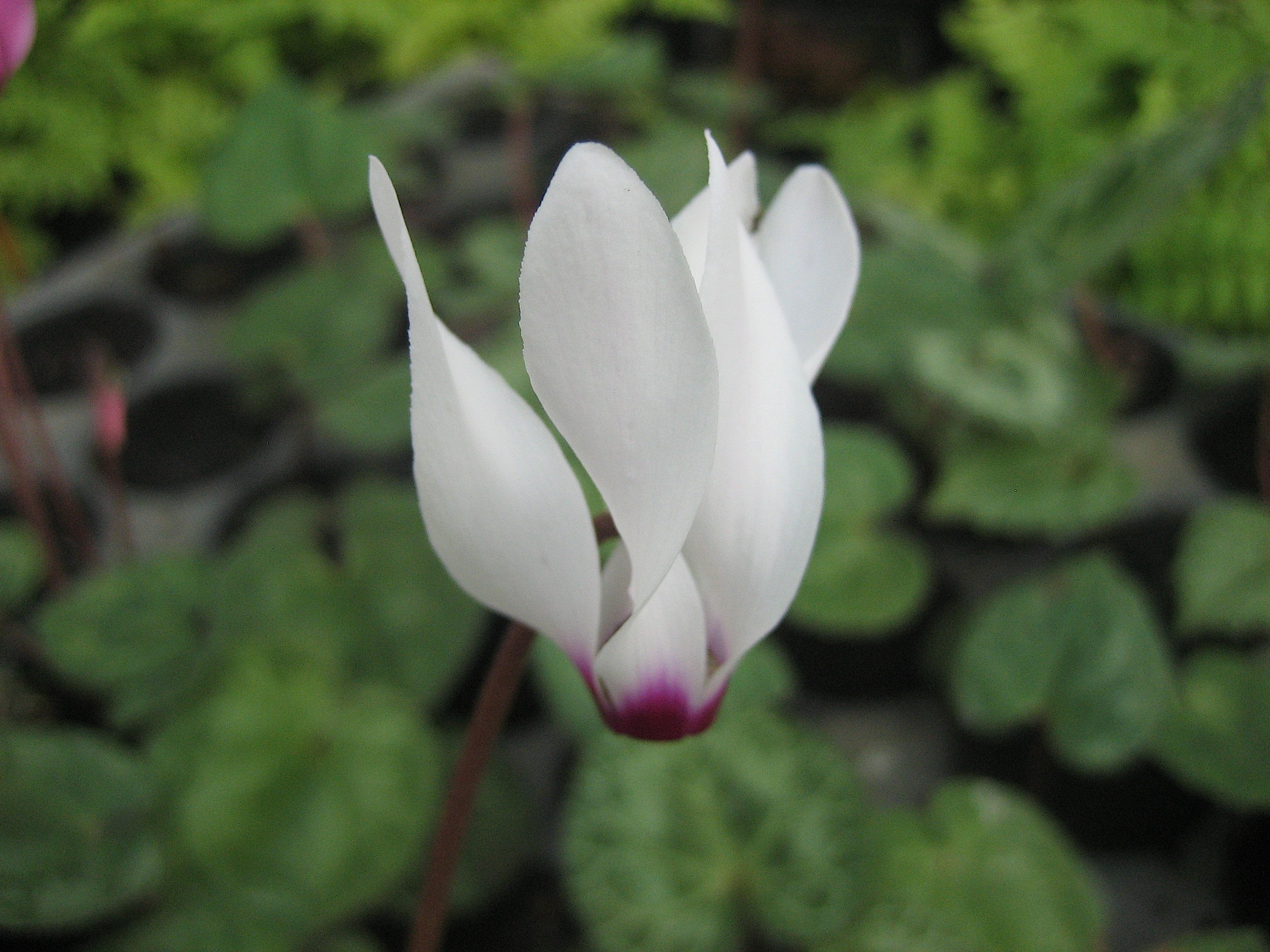 Cyclamen  persicum  "Weiss mit Auge" (i.9cmT.) Wild Alpenveilchen