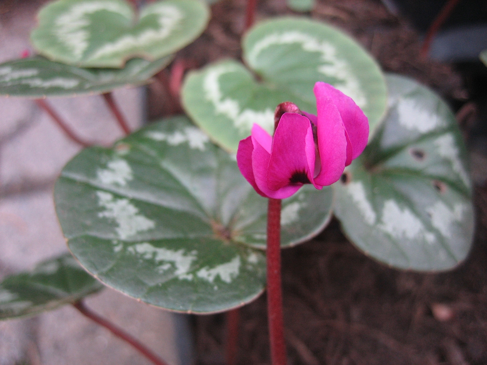 Cyclamen  coum Pfeilspitzblatt="Something Magic magenta" (i.9cmT.)