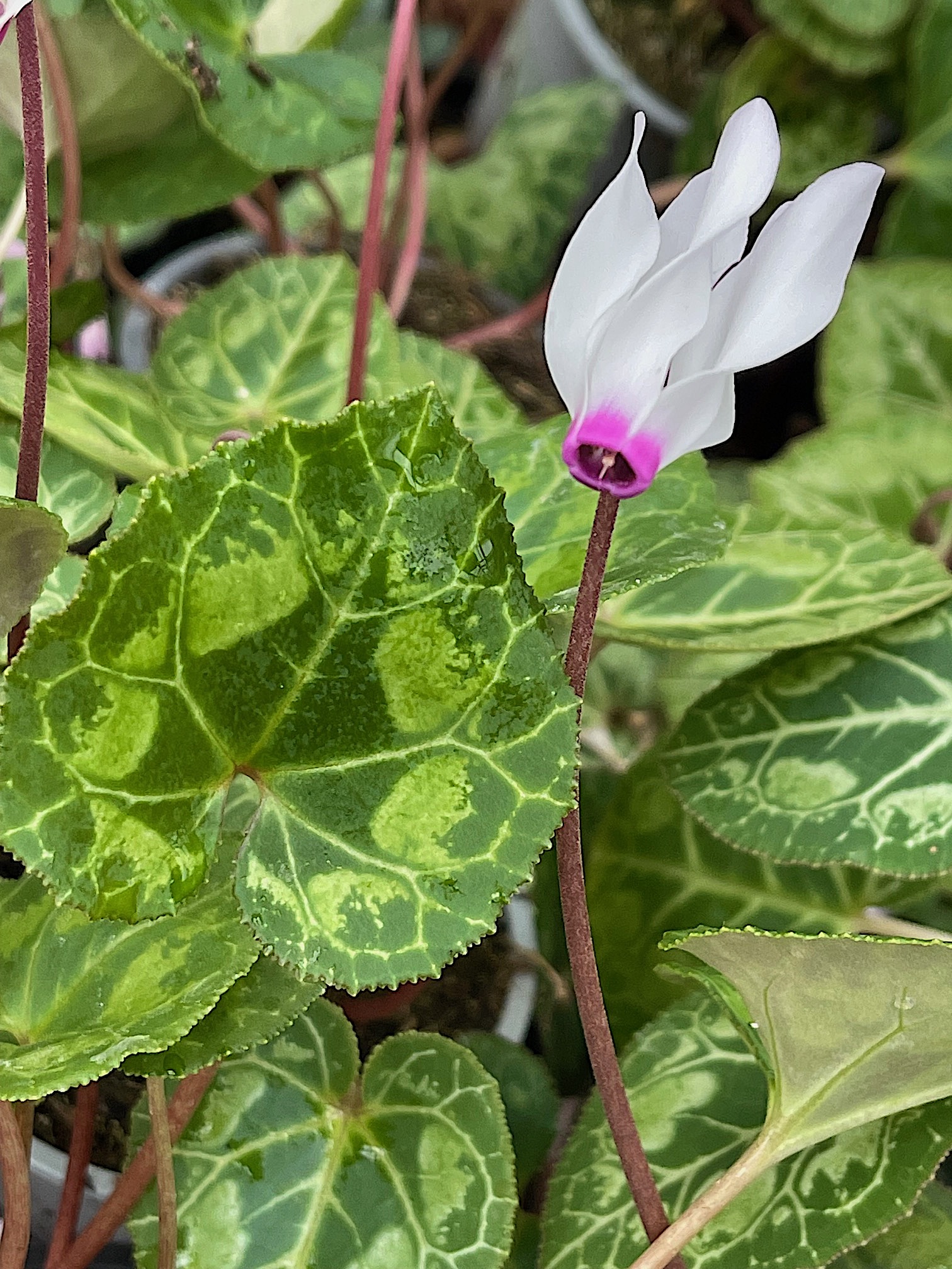 Cyclamen  persicum  "Weiss mit Auge" (i.9cmT.) Wild Alpenveilchen
