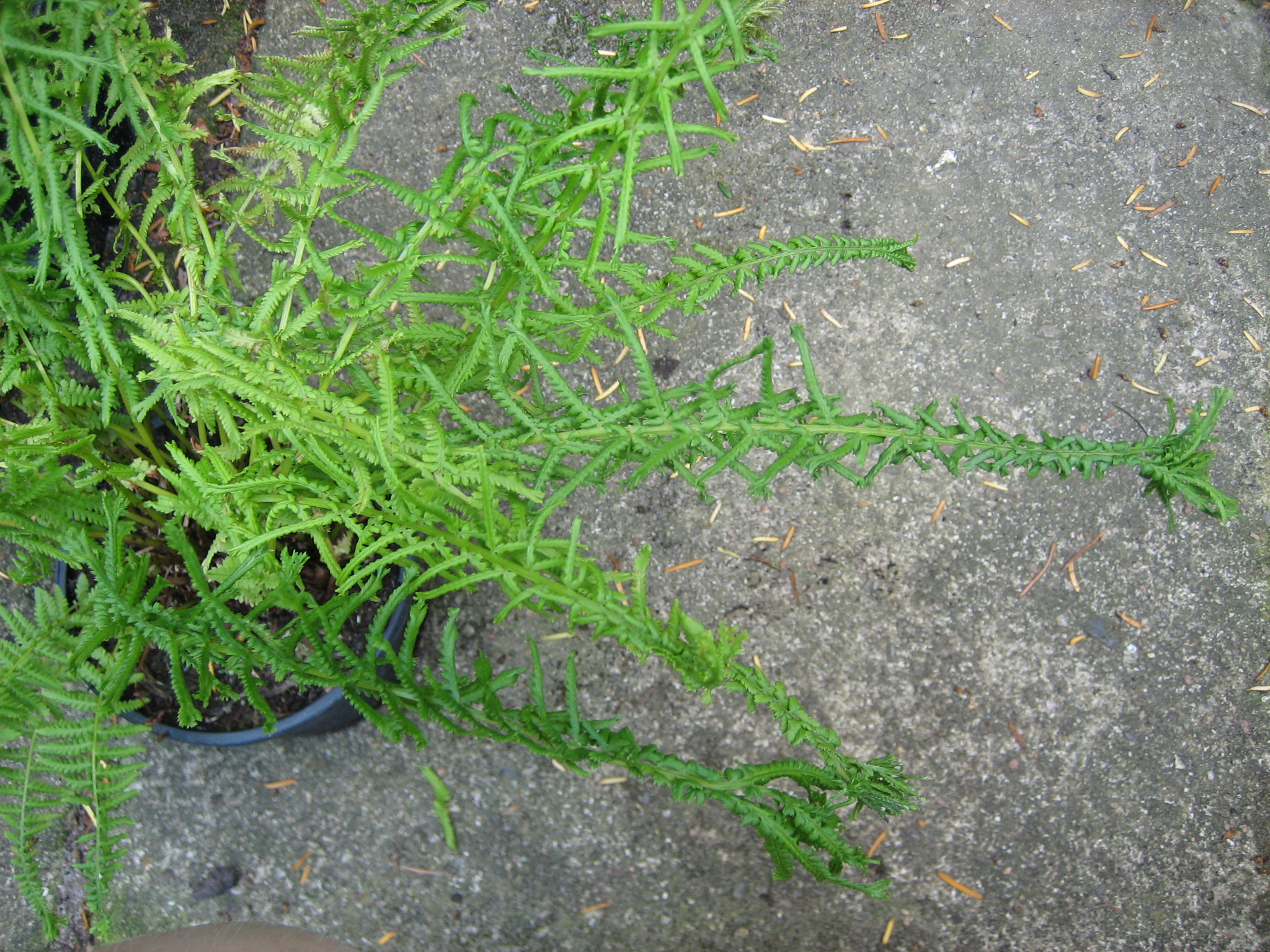 Athyrium f. - f. ´Victoriae`(i.9cmT.) Harpunenfrauenfarn