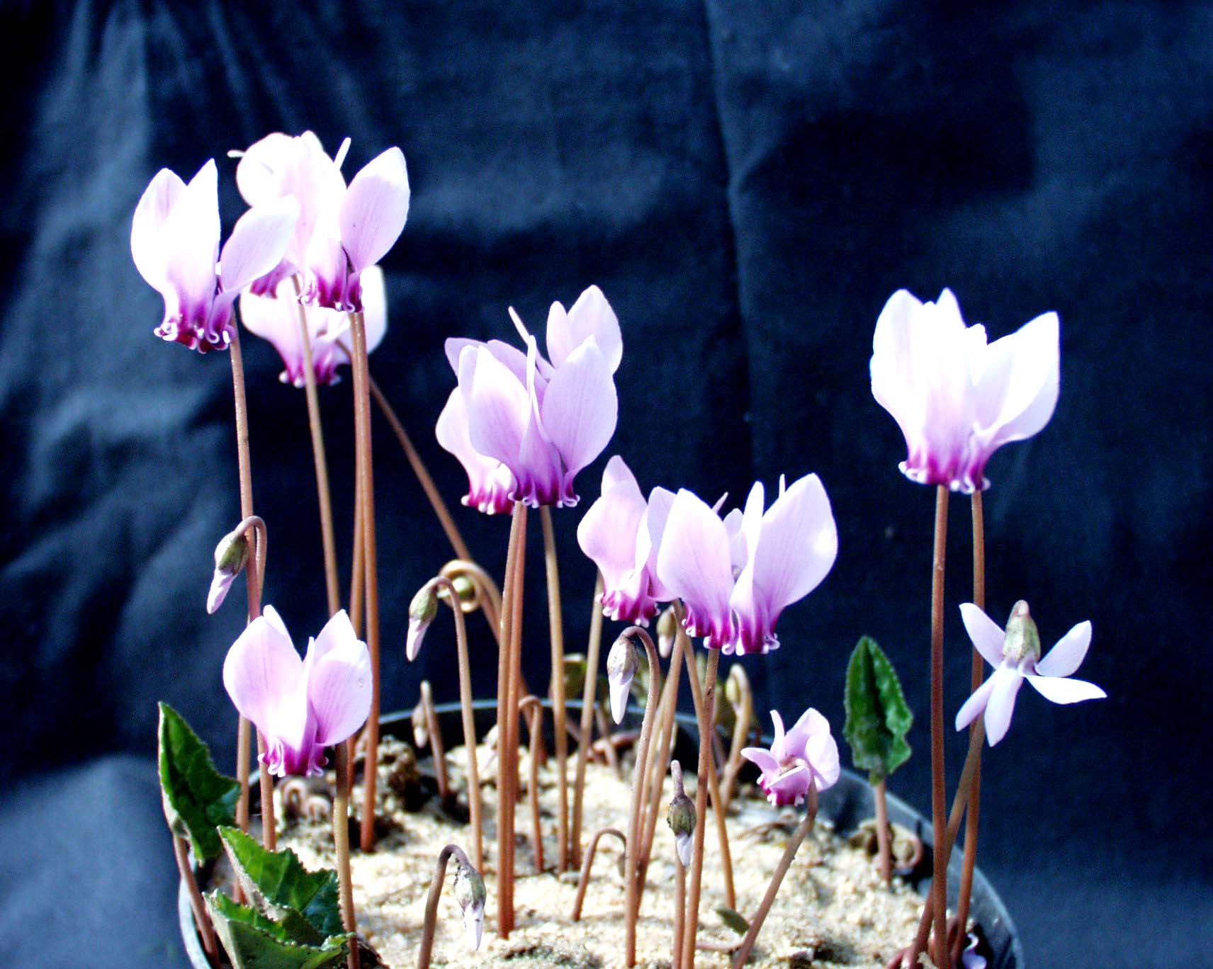 Cyclamen  hederifolium ´Hellrosa`(i.9cmT.)