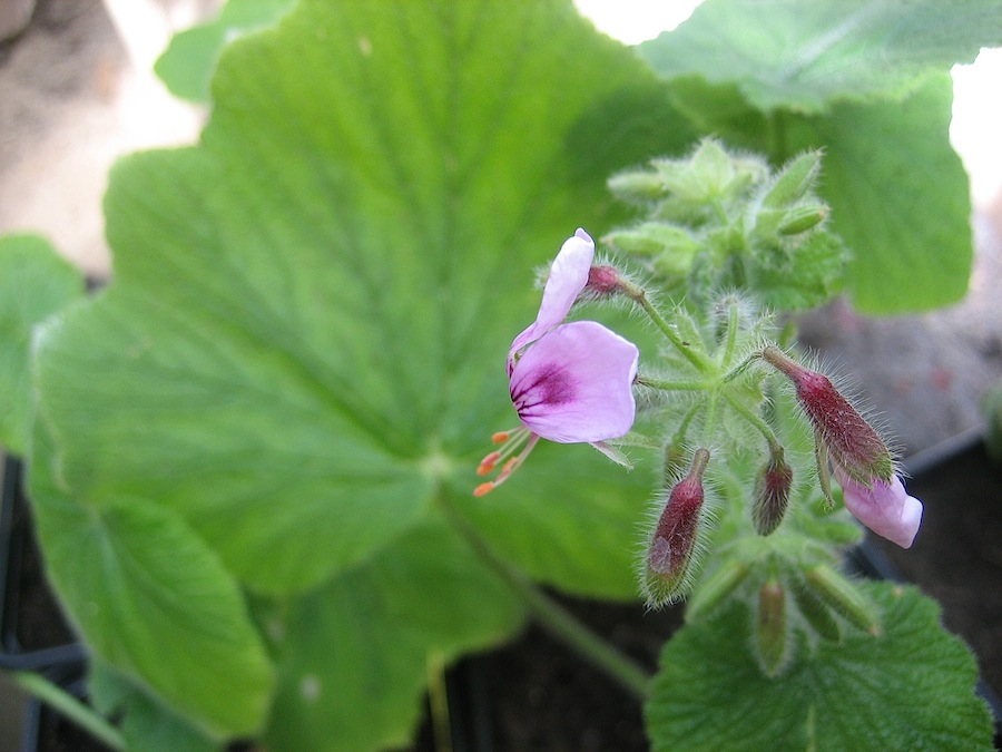 Pelargonium papilionaceum (i.10cmT.)