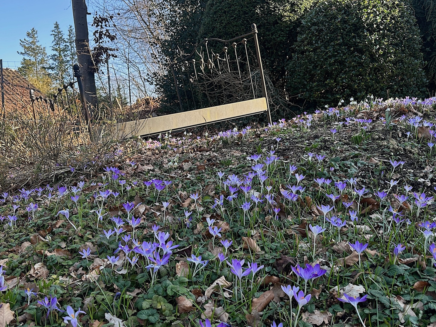 Crocus tommasinianus einheimisch (i.9cmT.), Elfen- Krokus
