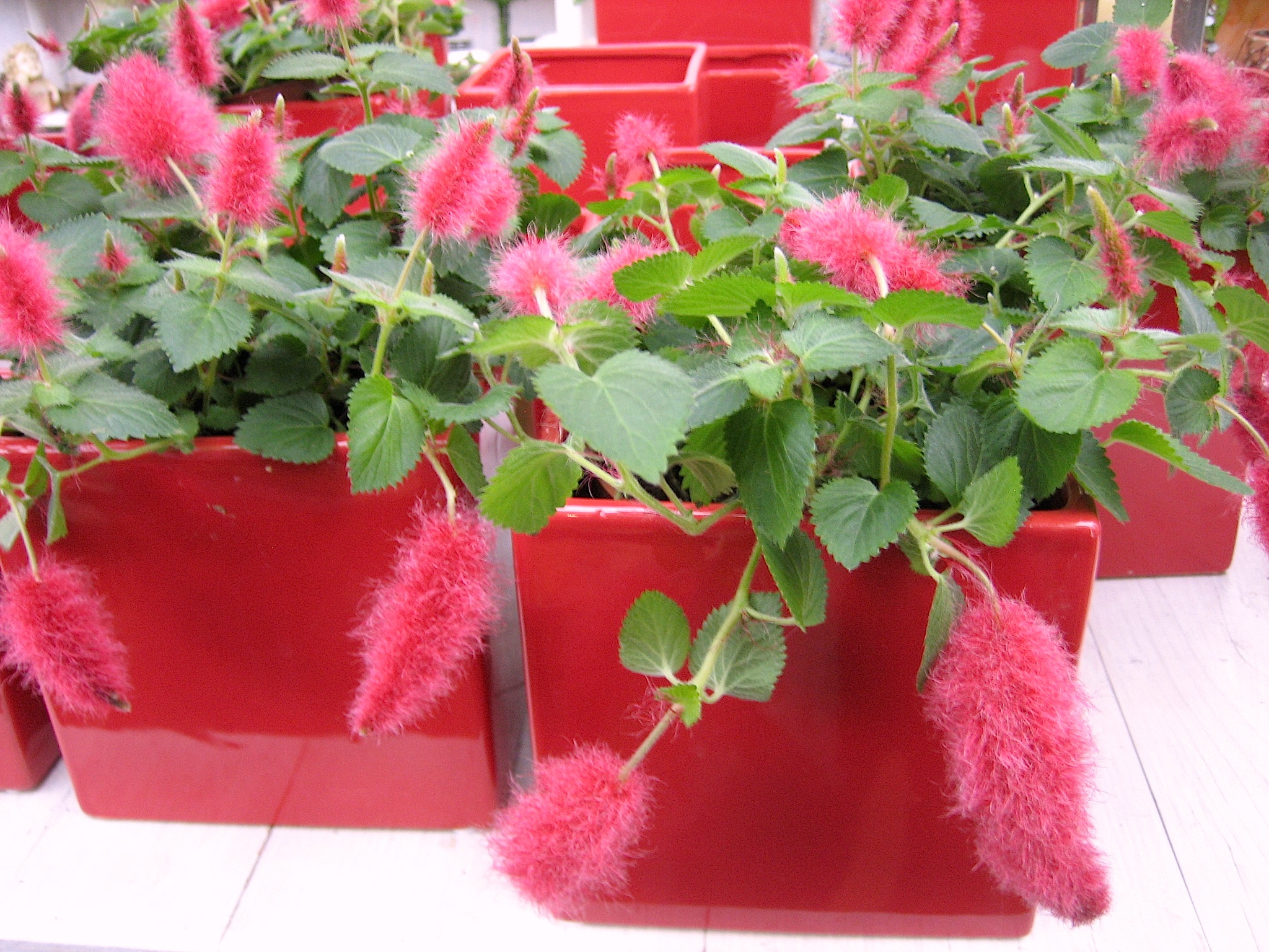 Acalypha  hispida  „für den Katzenliebhaber“ (i.20cm Schale.), Katzenschwanz