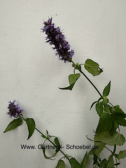 Agastache hybride ´Blue Fortune` (i.11cm T.) Anis, blau