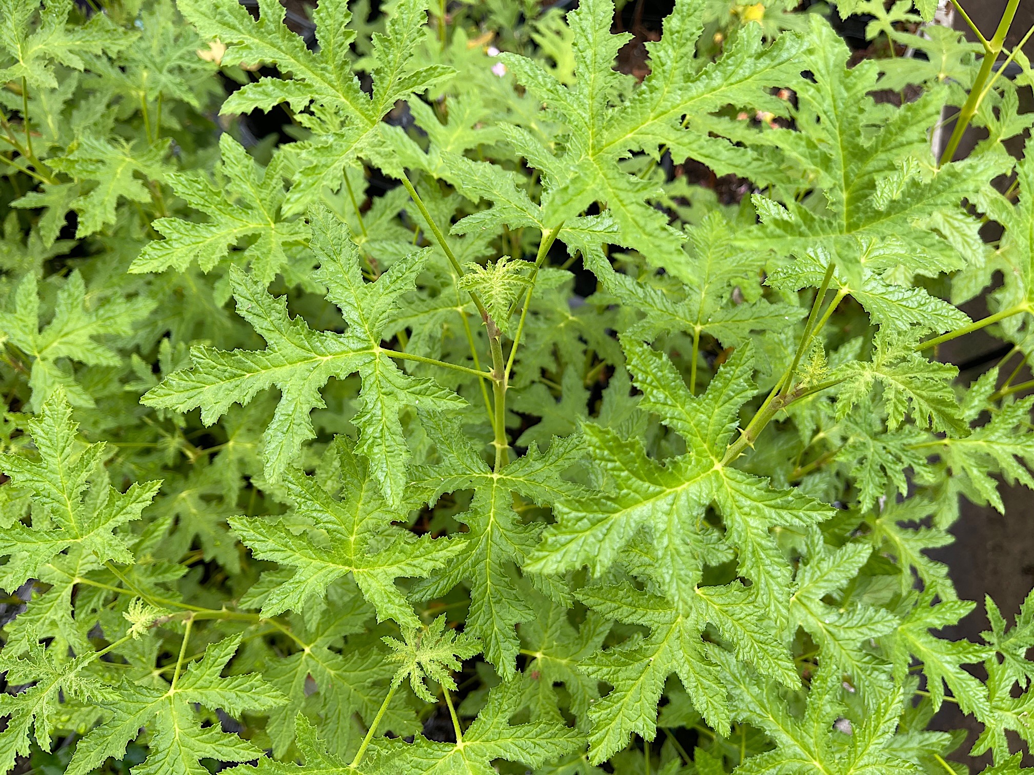 Pelargonium viscosissimum (I.10cmT.)