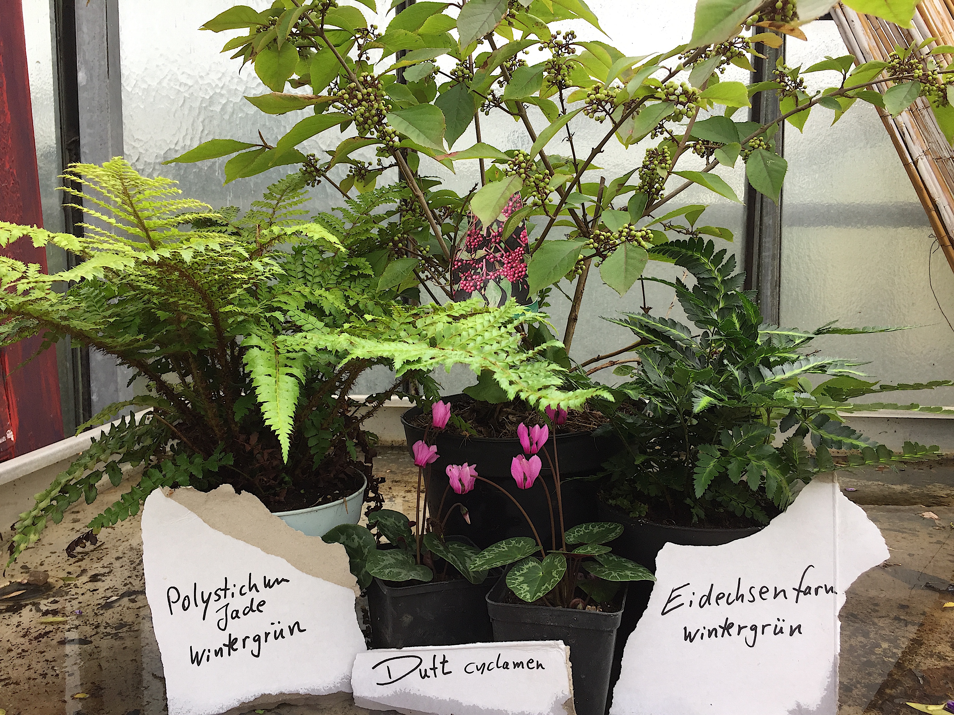 Callicarpa bodinieri „Profusion“ (i. 19cmT.) ca60cm